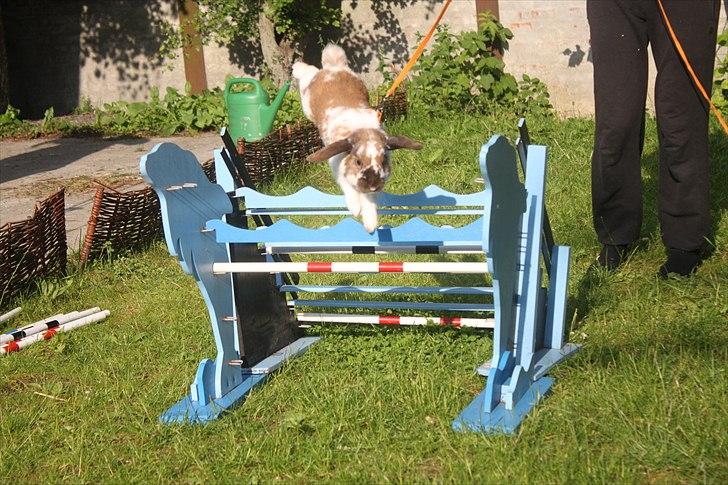 Kanin Hønsehusets Prazo Wabanaki billede 4