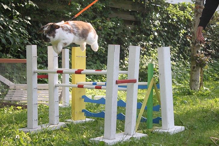 Kanin Hønsehusets Prazo Wabanaki billede 7