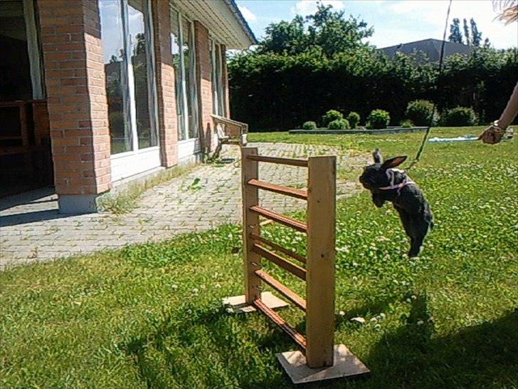 Kanin Smilla - Cecilia/ Stald CeRa hopper 65 cm. med Smilla - Undskyld kvaliteten, er taget på mobilen:D - billede 1