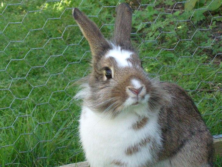 Kanin Unica - Lækre kanin! xD billede 18