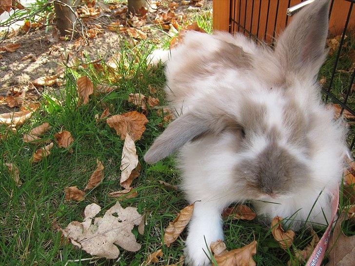 Kanin Amanda *Savner dig* - Det er godt nok hårdt at gå en tur i skoven ;D billede 4