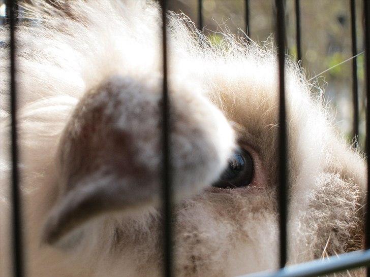 Kanin Amanda *Savner dig* - årrhh elsker sq bare dit smukke fotogen billede 5