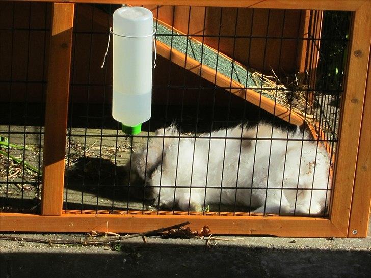 Kanin Amanda *Savner dig* - Nuurh hun sover billede 6