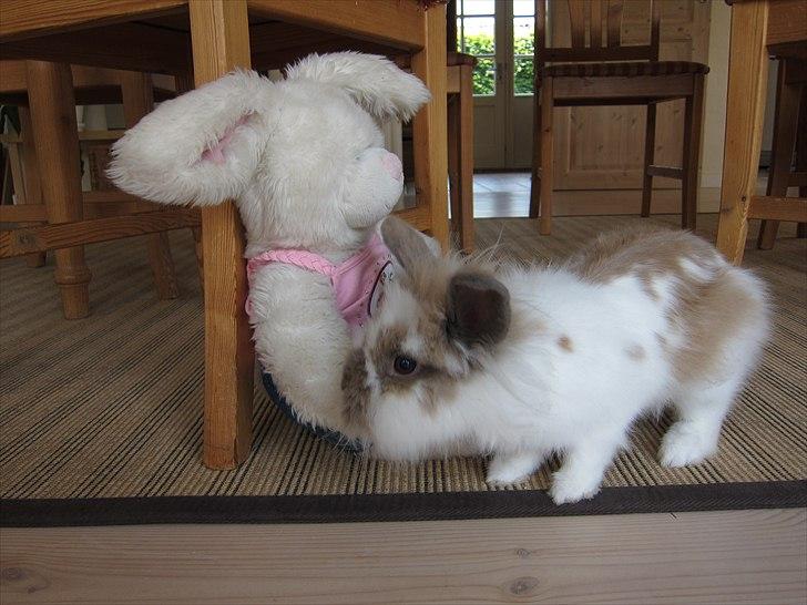 Kanin Amanda *Savner dig* - Velkommen til mig og Mande's profil <3 billede 1