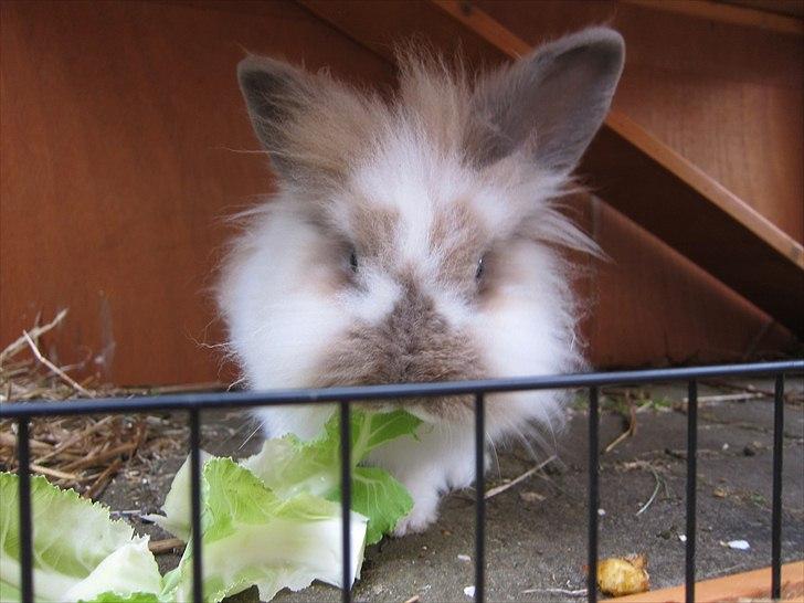 Kanin Amanda *Savner dig* - Mmm Det Her Er Lækkert billede 8