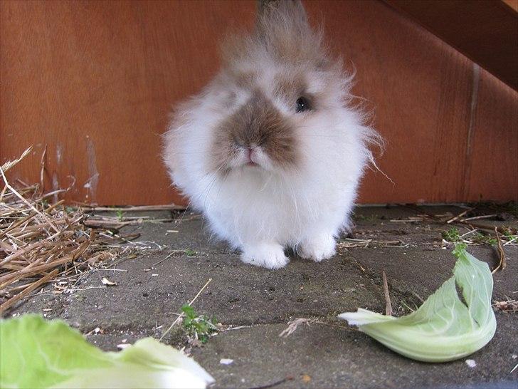 Kanin Amanda *Savner dig* - Hvad har jeg nu gjort :D billede 9