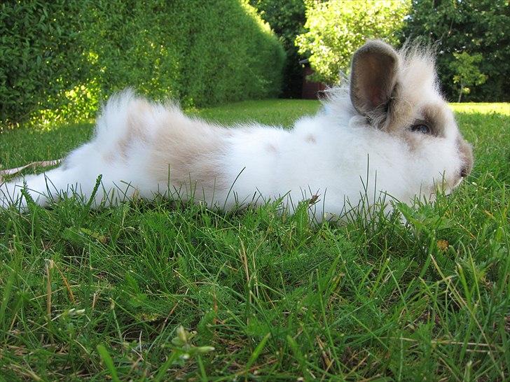 Kanin Amanda *Savner dig* - er jeg ikke bare lang billede 10