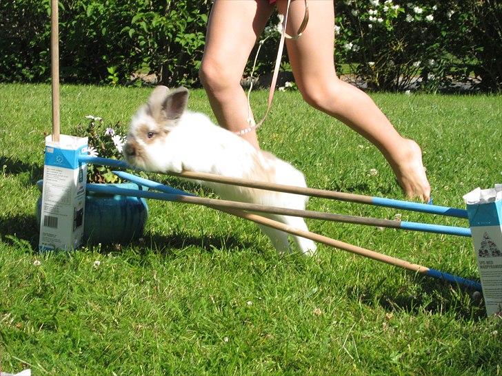 Kanin Amanda *Savner dig* - et lille spring kan man altid springe billede 11