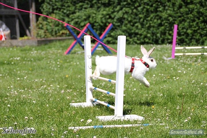 Kanin Lille Halv Måne billede 12