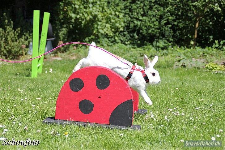 Kanin Lille Halv Måne billede 13