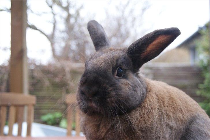 Kanin Ninus billede 2