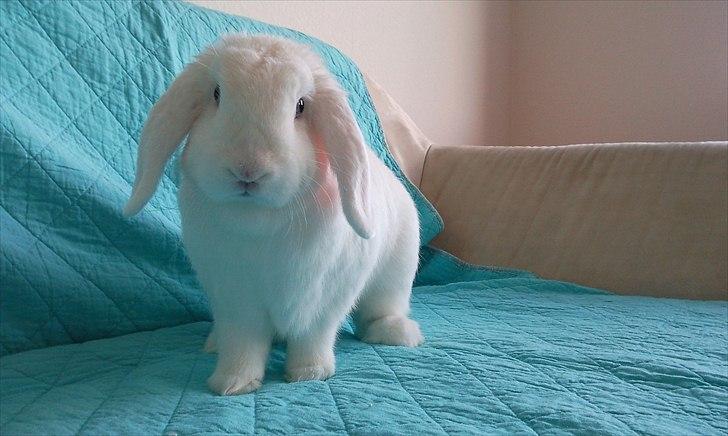 Kanin White Diamond Athos billede 1