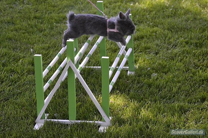 Kanin Fyldbinggaards Princess Tjess - opvarmning til Stævne i Egtved d. 5 juni 2011<3 billede 6