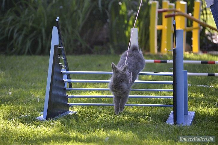 Kanin Fyldbinggaards Princess Tjess - opvarmning til Stævne i Egtved d. 5 juni 2011<3 billede 10