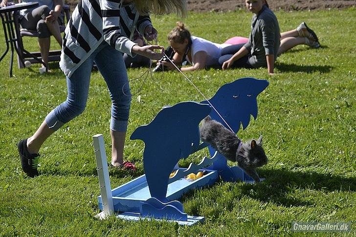 Kanin Fyldbinggaards Princess Tjess - Vandgrav til Stævne i Egtved d. 5 juni 2011<3 billede 9