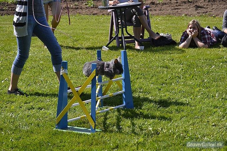 Kanin Fyldbinggaards Princess Tjess - Stævne i Egtved d. 5 juni 2011<3 billede 12