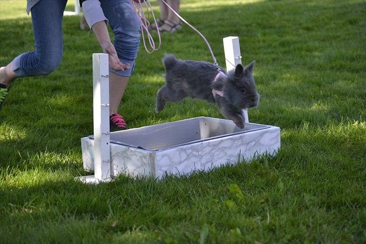 Kanin Fyldbinggaards Princess Tjess - vandgrav ved opvarmning til Stævnet i Egtved d. 5 juni 2011<3 billede 7