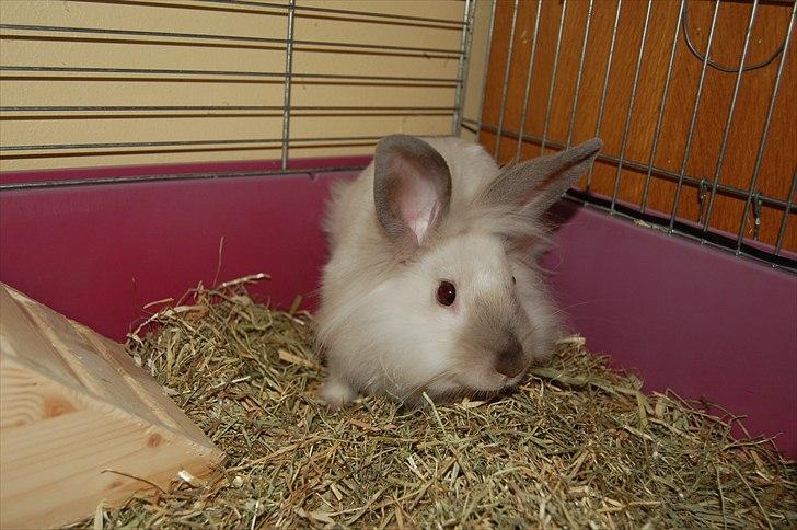 Kanin Traffic Jam billede 17