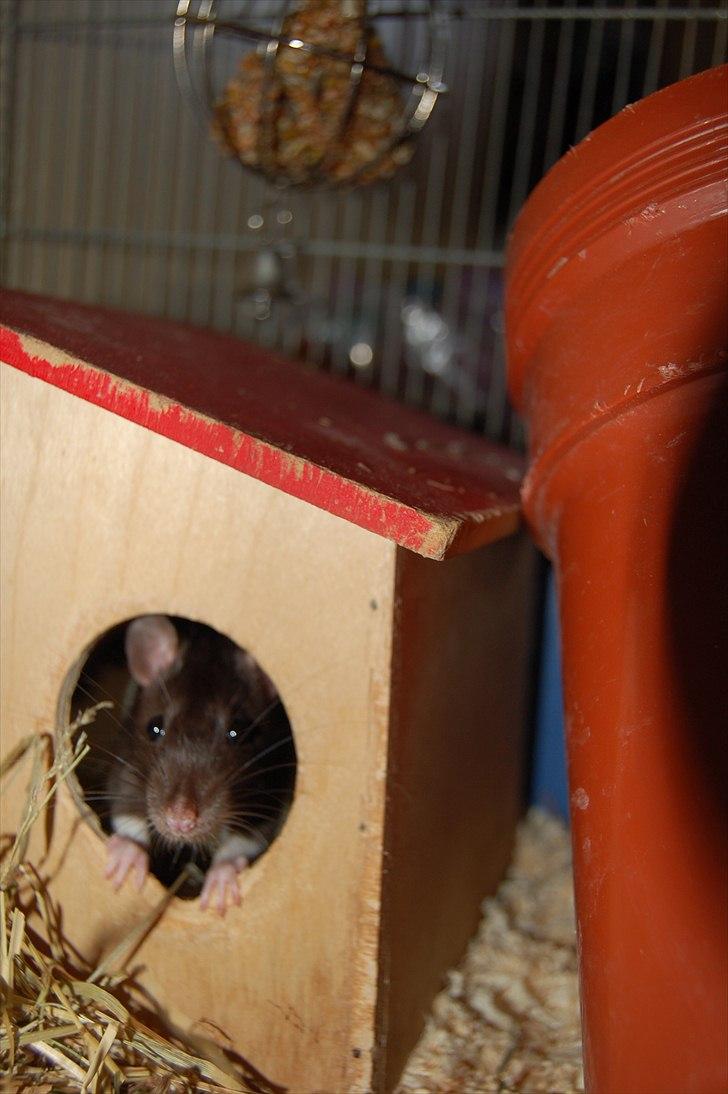 Tamrotte London Tipton billede 12