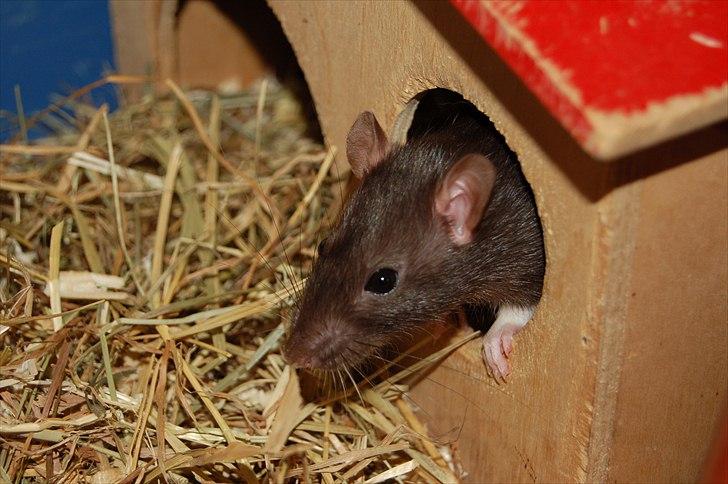 Tamrotte London Tipton billede 13