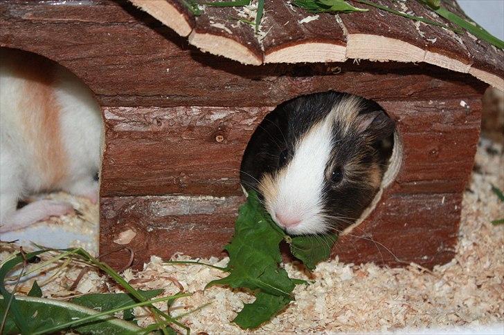 Marsvin Snøffel Snoopy billede 13