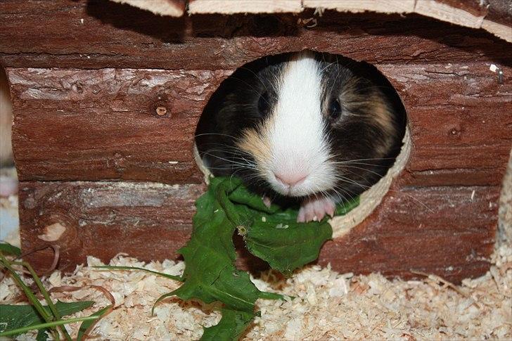 Marsvin Snøffel Snoopy billede 14