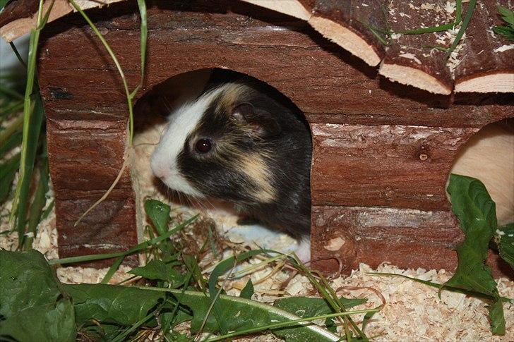 Marsvin Snøffel Snoopy billede 15