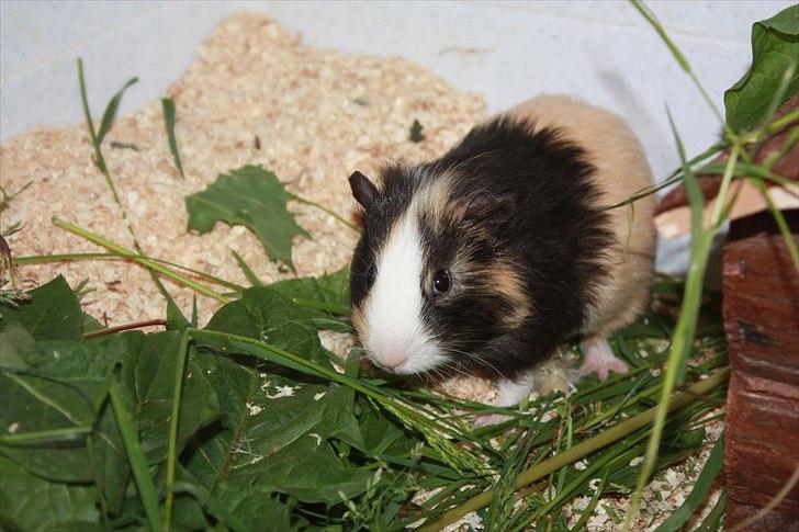 Marsvin Snøffel Snoopy billede 16