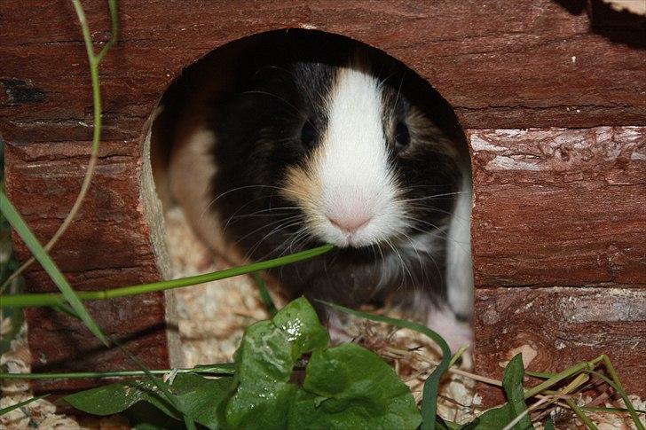 Marsvin Snøffel Snoopy billede 17