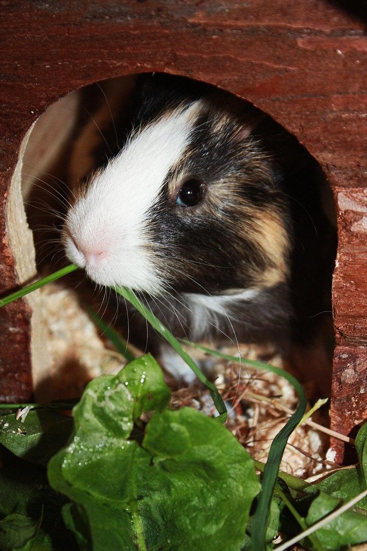 Marsvin Snøffel Snoopy billede 1