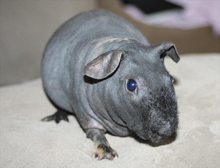 Marsvin Barnabás / Baba billede 15