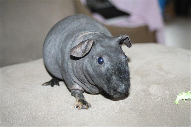 Marsvin Barnabás / Baba billede 16