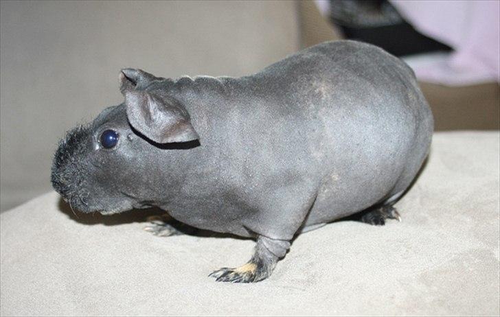 Marsvin Barnabás / Baba billede 17