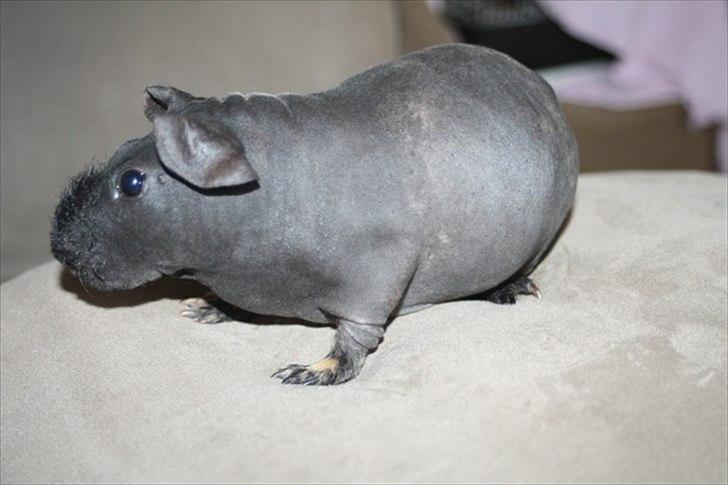 Marsvin Barnabás / Baba billede 18