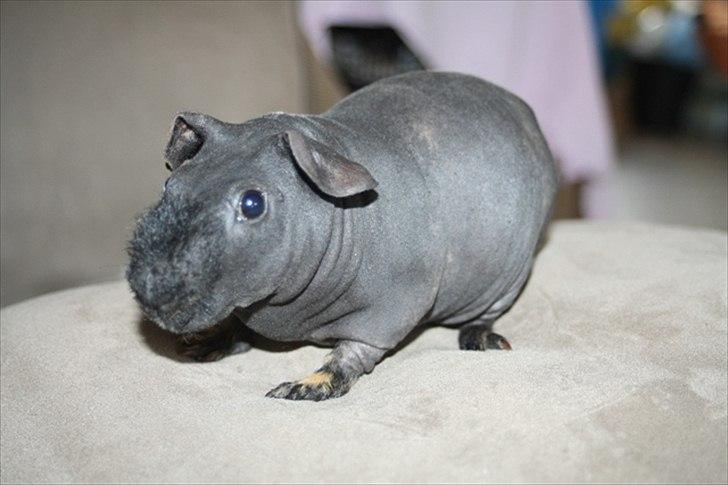 Marsvin Barnabás / Baba billede 19