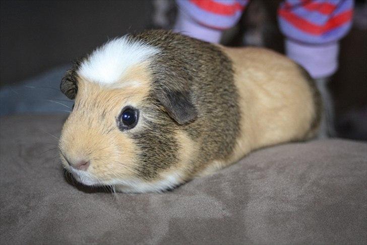 Marsvin Filur billede 12