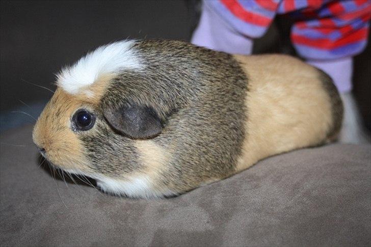 Marsvin Filur billede 13