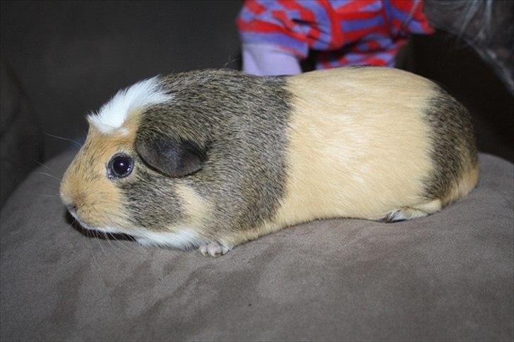 Marsvin Filur billede 15