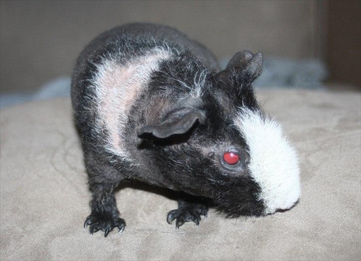 Marsvin Little Fighter billede 16