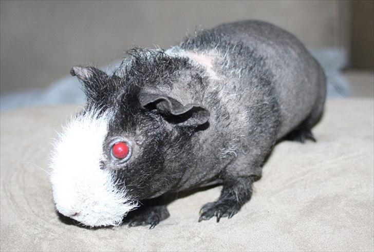 Marsvin Little Fighter billede 17