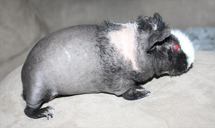 Marsvin Little Fighter billede 18