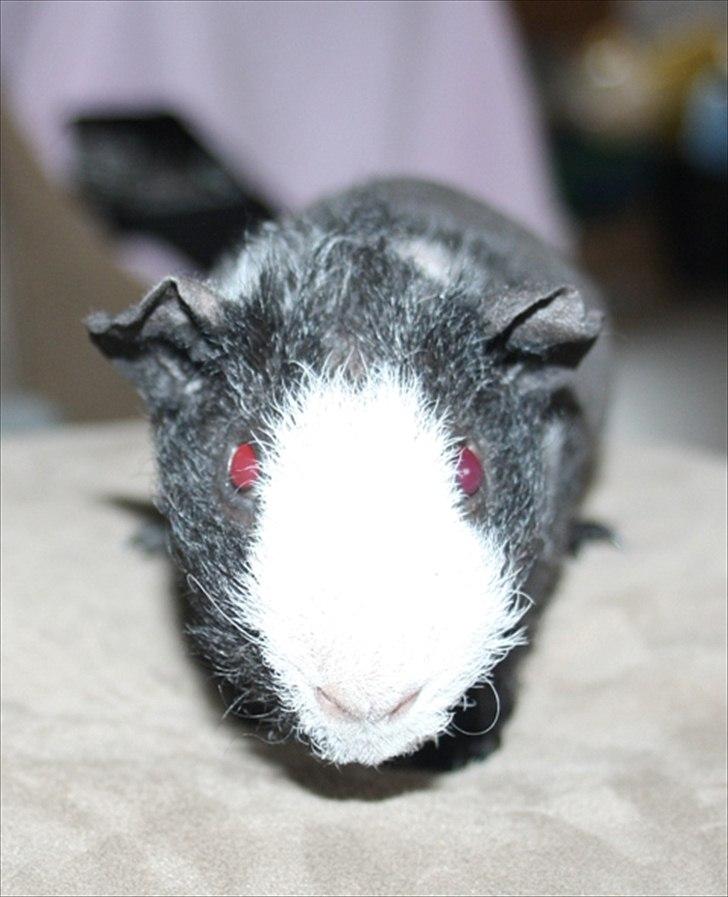 Marsvin Little Fighter billede 19