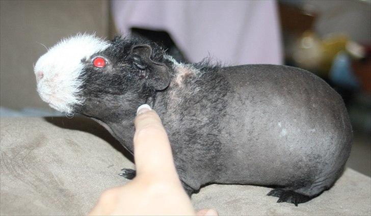 Marsvin Little Fighter billede 20