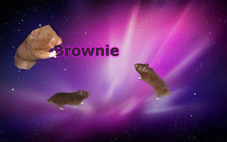 Hamster Malthes Brownie - Lavet af mig selv d. 3/7-11 billede 2