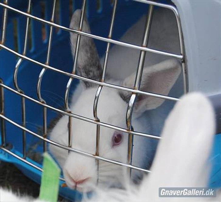 Kanin McGee - Grimme xD billede 13