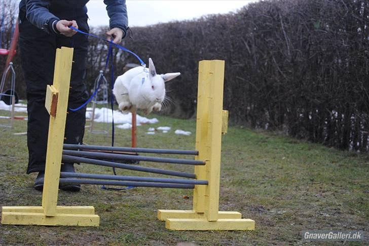 Kanin McGee - Wow hvor du kan:) billede 14