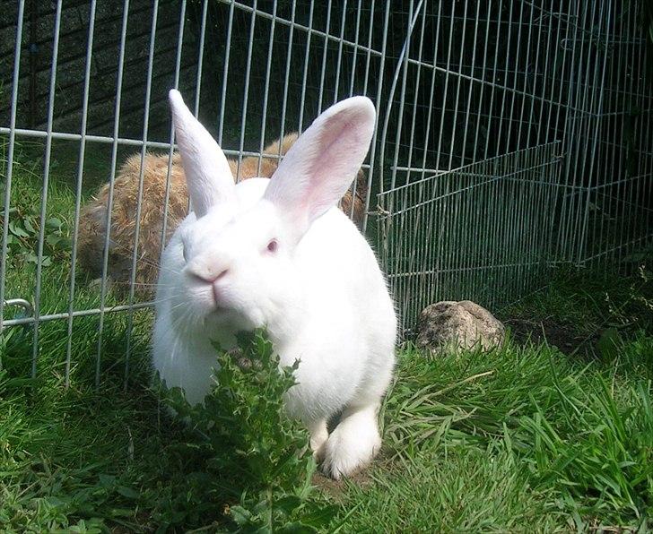 Kanin Prinsessen - Hendes yndlings beskæftigelse :) billede 1