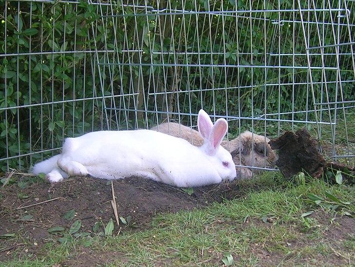 Kanin Prinsessen - Tager en slapper i skyggen ved siden af Grå billede 2