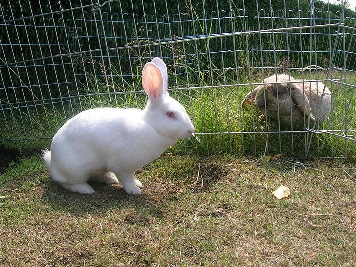 Kanin Prinsessen billede 3