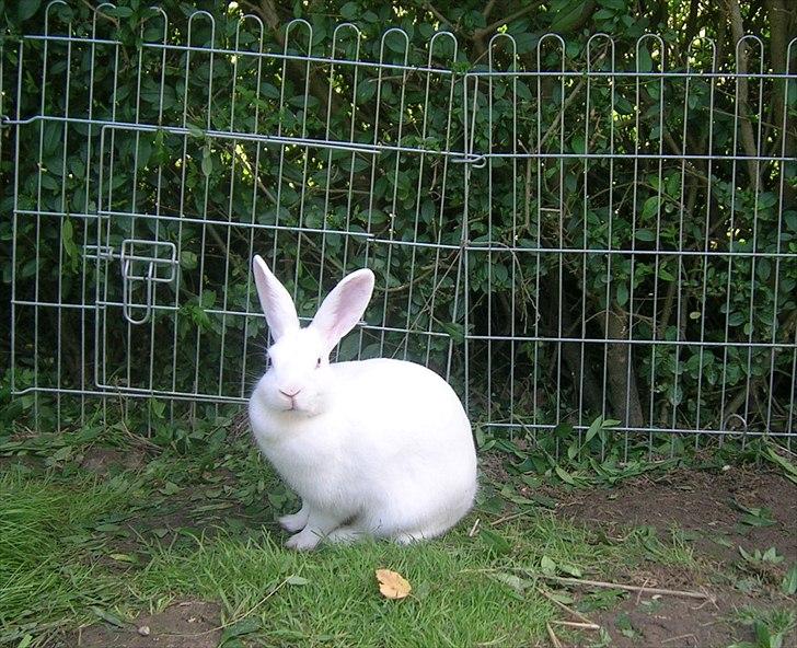 Kanin Prinsessen billede 4